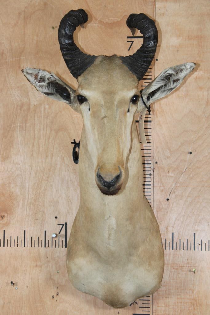 LICHTENSTEIN'S HARTEBEEST Shoulder Mount: LICHTENSTEIN'S HARTEBEEST Shoulder Mount. This is an older mount with damaged ears (glue repairs to both ears), otherwise it is in Good Condition. TAXIDERMY 