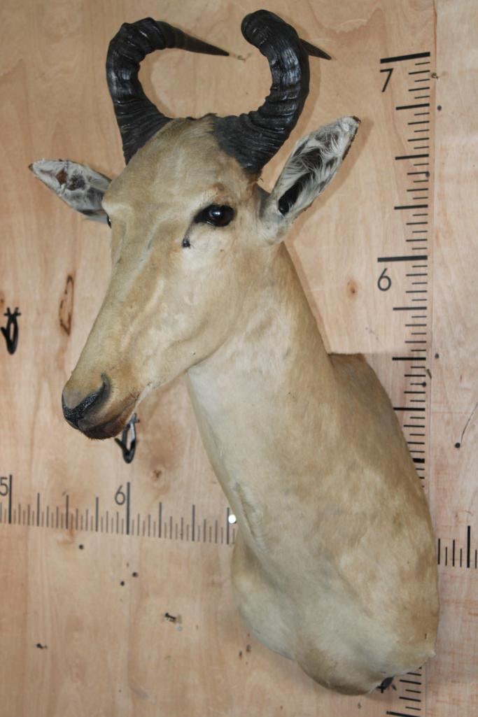 LICHTENSTEIN'S HARTEBEEST Shoulder Mount - 3