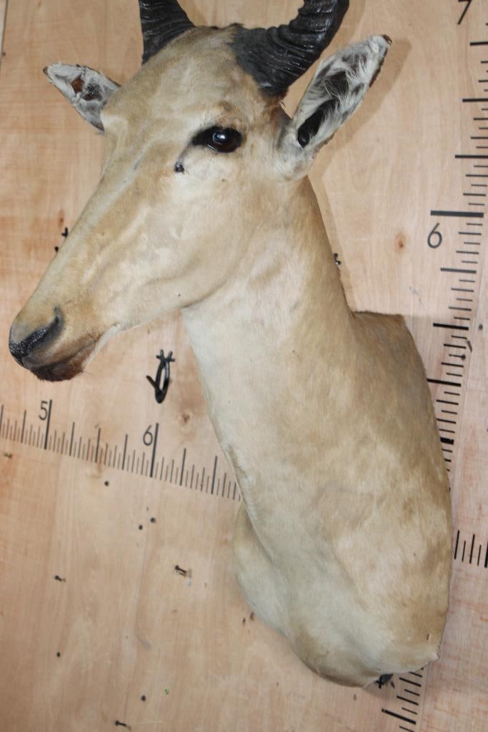 LICHTENSTEIN'S HARTEBEEST Shoulder Mount - 4