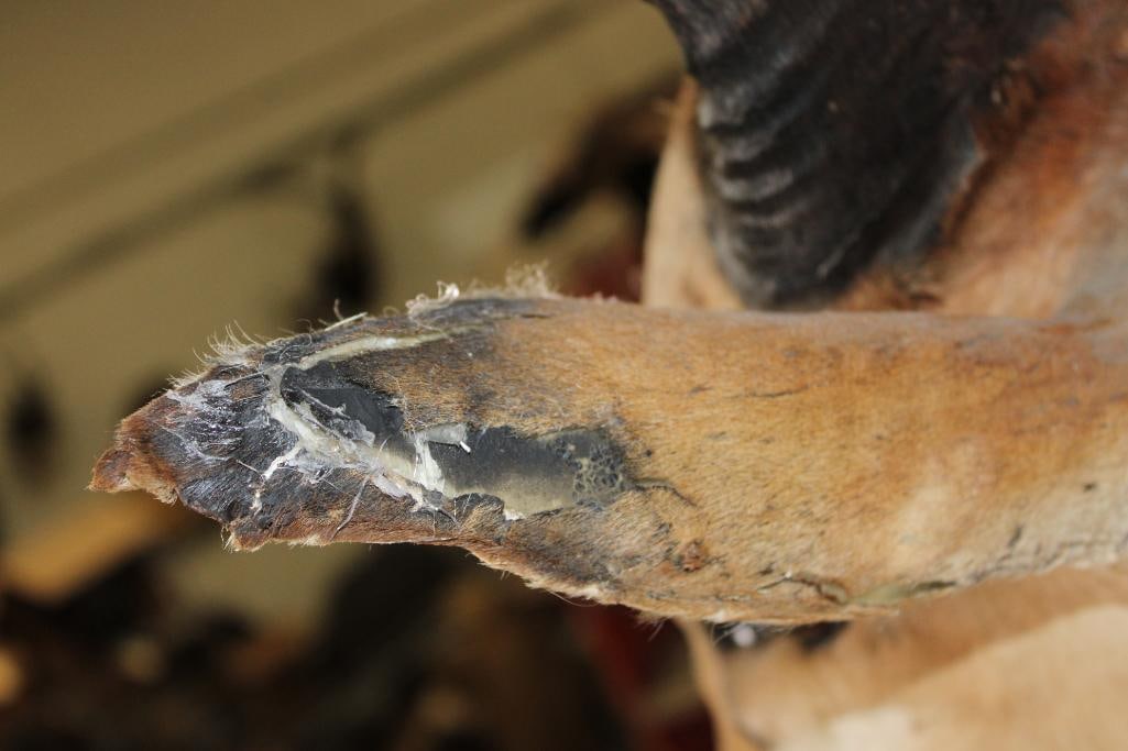 LICHTENSTEIN'S HARTEBEEST Shoulder Mount - 5