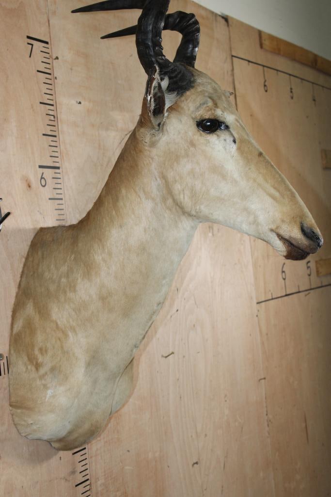 LICHTENSTEIN'S HARTEBEEST Shoulder Mount - 6