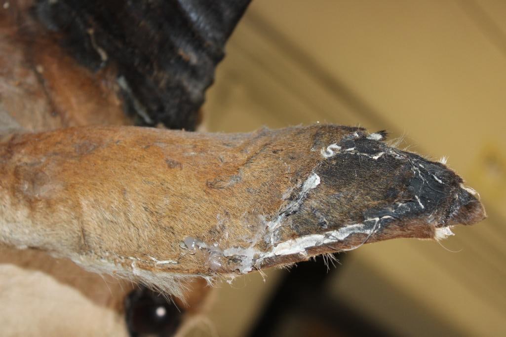 LICHTENSTEIN'S HARTEBEEST Shoulder Mount - 7