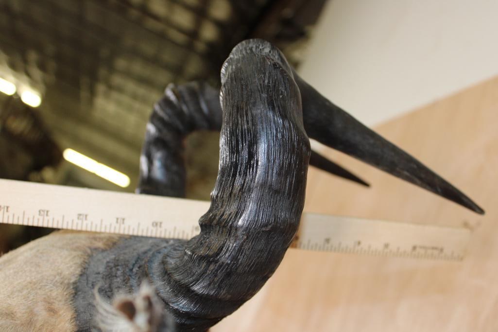 LICHTENSTEIN'S HARTEBEEST Shoulder Mount - 8