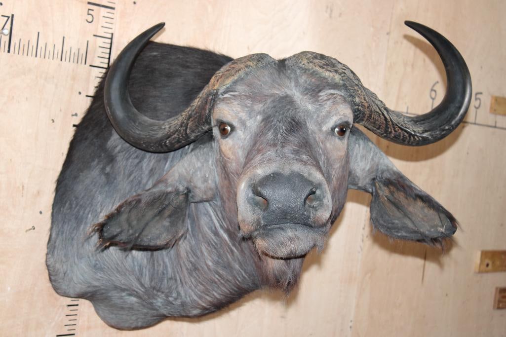 CAPE BUFFALO Shoulder Mount Looking to the Right: CAPE BUFFALO Shoulder Mount with a 33" Spread. It is offset or looking to the Right, it is in Good Condition. TAXIDERMY 