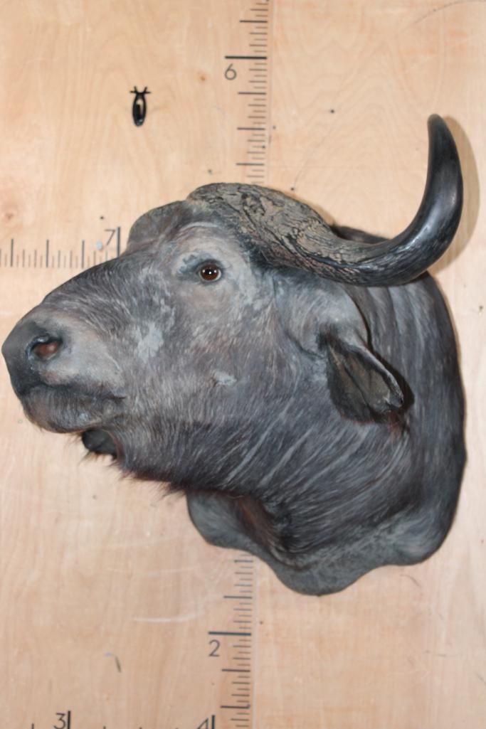 CAPE BUFFALO Shoulder Mount Looking to the Right - 2