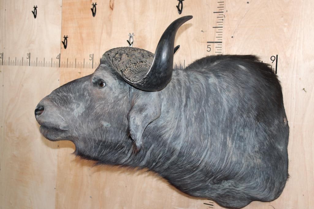 CAPE BUFFALO Shoulder Mount Looking to the Right - 3