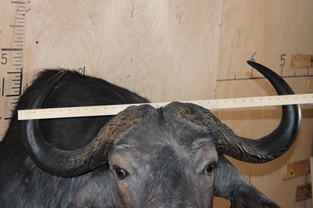 CAPE BUFFALO Shoulder Mount Looking to the Right - 4