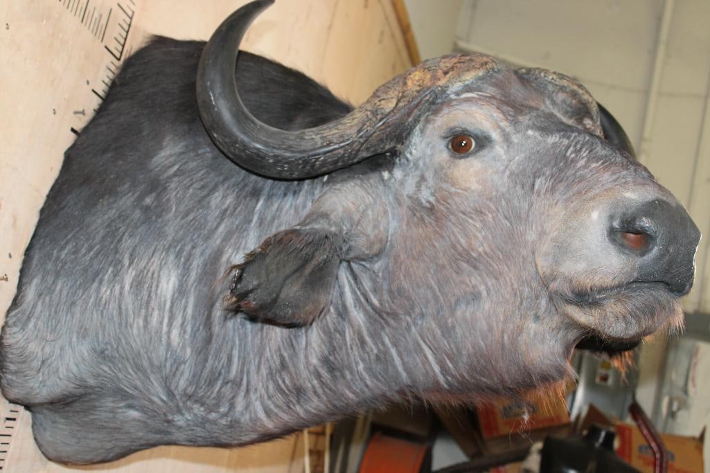 CAPE BUFFALO Shoulder Mount Looking to the Right - 7