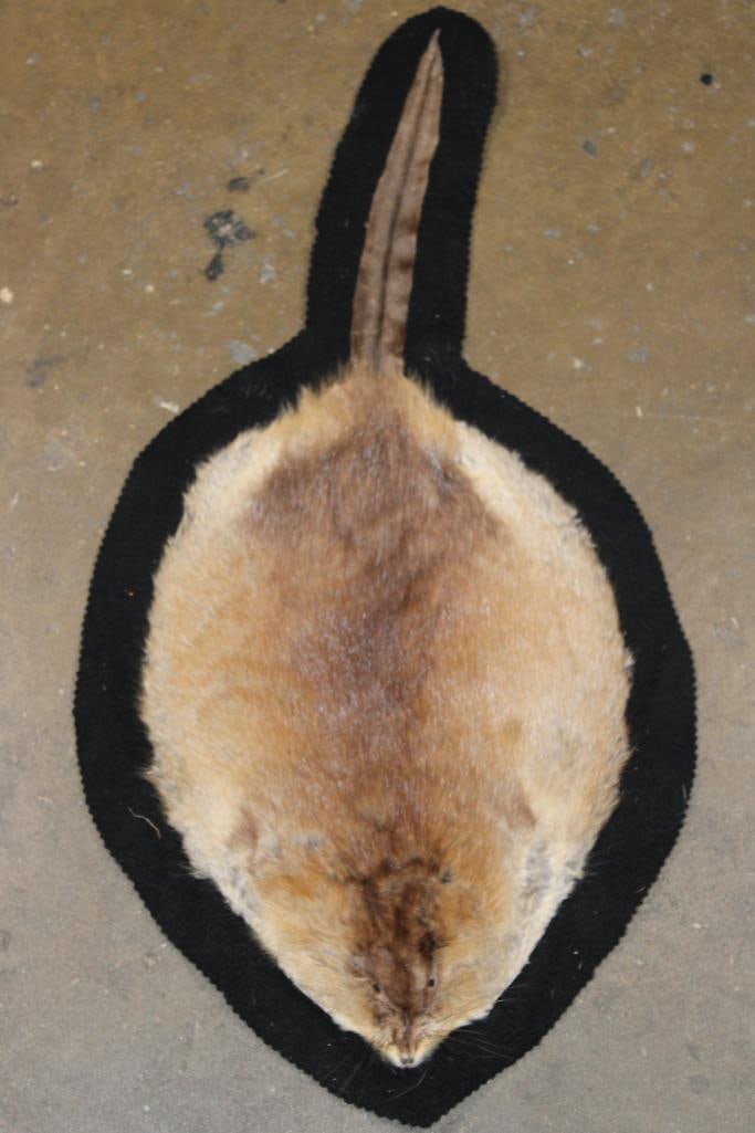 MUSKRAT Hide or MUSKRAT Rug with Felt Backing: MUSKRAT Hide or MUSKRAT Rug with Felt Backing. It measures 25" Long x 13" Wide and is in Good Condition. TAXIDERMY RUGS 
