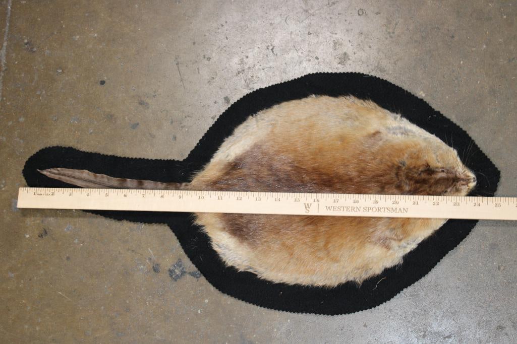 MUSKRAT Hide or MUSKRAT Rug with Felt Backing - 2