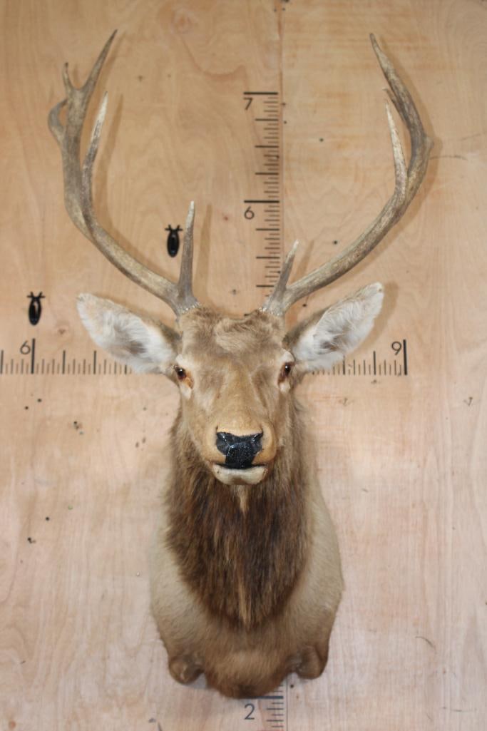 10-Point RED STAG Shoulder Mount: 10-Point RED STAG Shoulder Mount. It has a 32.5" Spread. This is an older mount, the right antler wiggles. Otherwise, it is in Good Condition. TAXIDERMY 