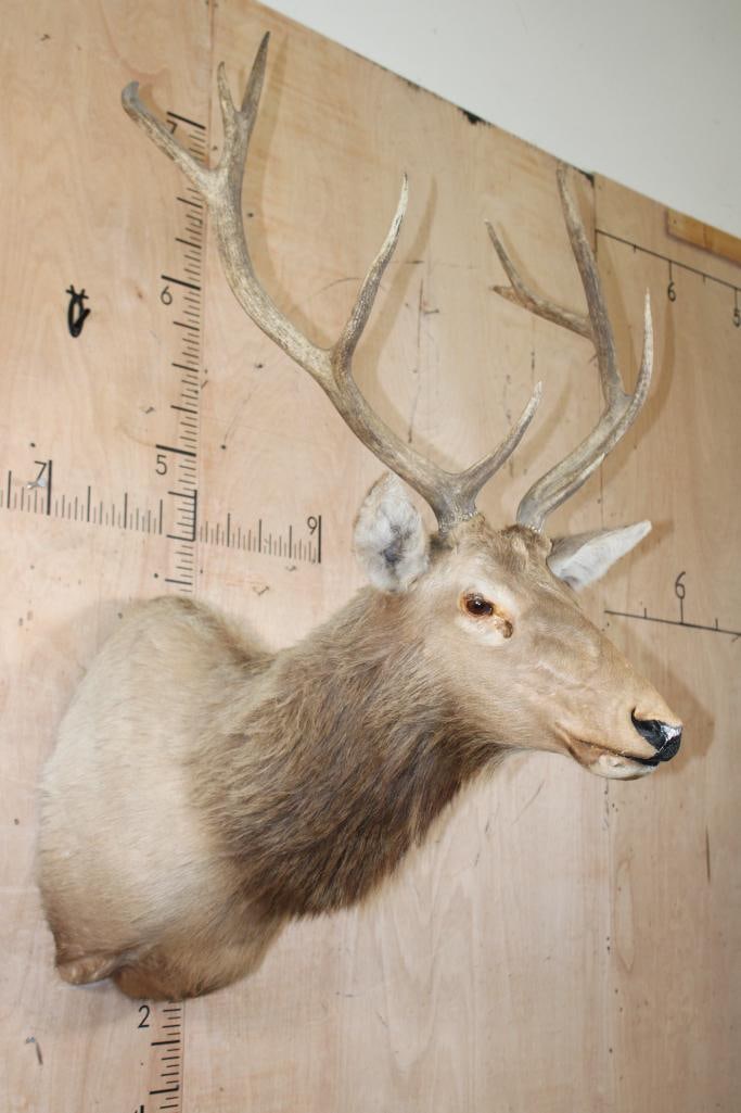 10-Point RED STAG Shoulder Mount - 2