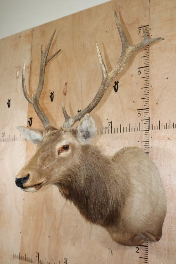 10-Point RED STAG Shoulder Mount - 3