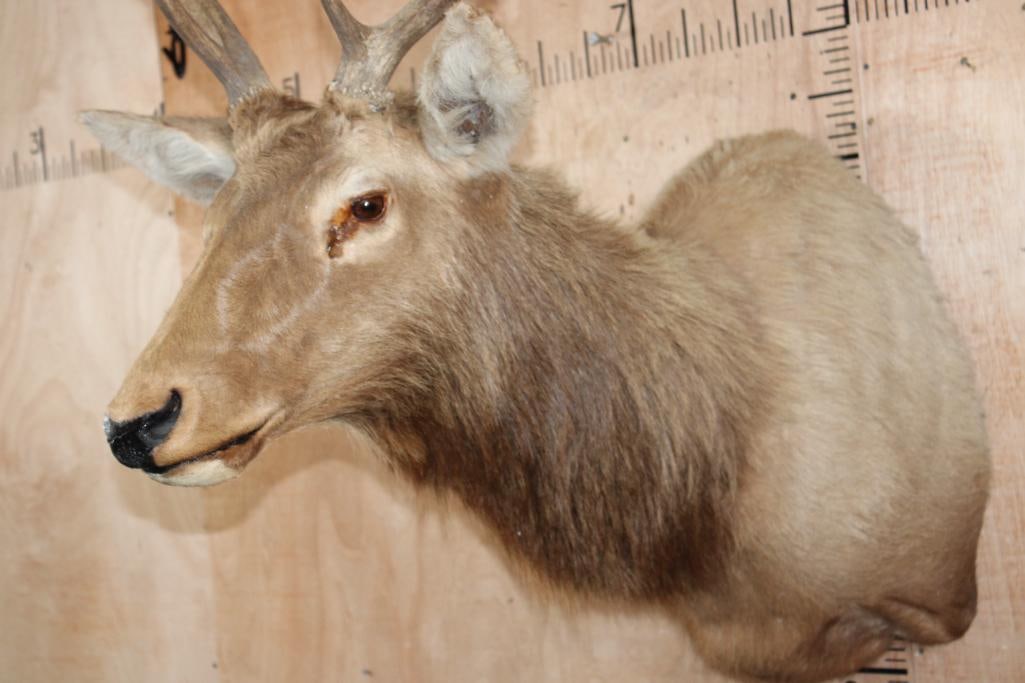 10-Point RED STAG Shoulder Mount - 4