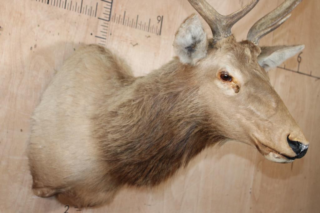 10-Point RED STAG Shoulder Mount - 5