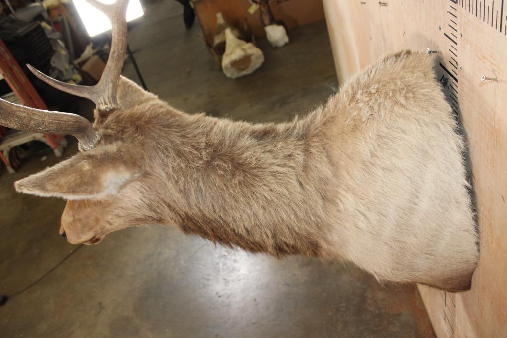 10-Point RED STAG Shoulder Mount - 6