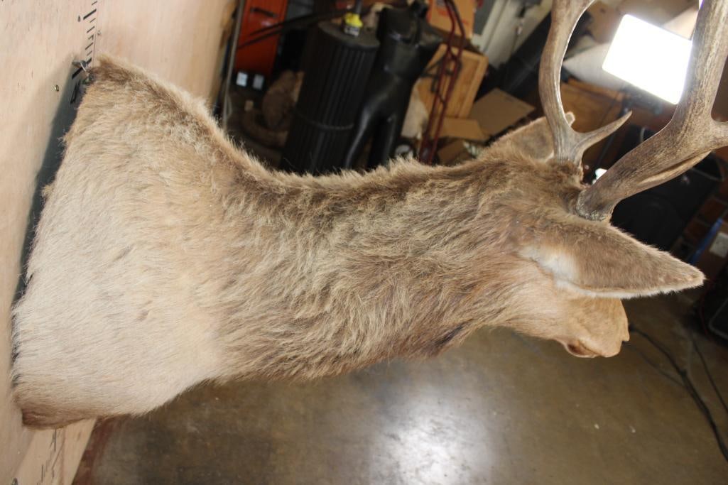 10-Point RED STAG Shoulder Mount - 7