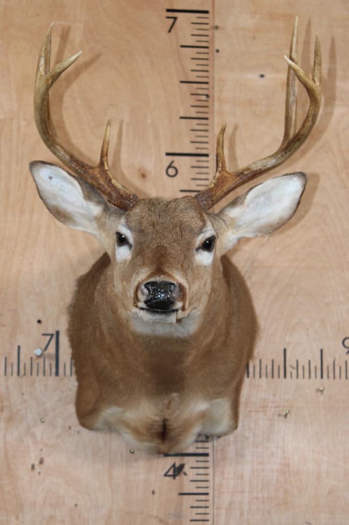 8-Point WHITETAIL DEER Shoulder Mount in a "Sneak" Pose: 8-Point WHITETAIL DEER Shoulder Mount in a "Sneak" Pose. It has a 17.5" Spread and is in Fair Condition. TAXIDERMY 
