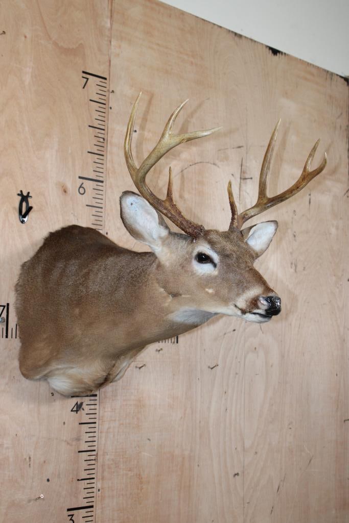 8-Point WHITETAIL DEER Shoulder Mount in a "Sneak" Pose - 2