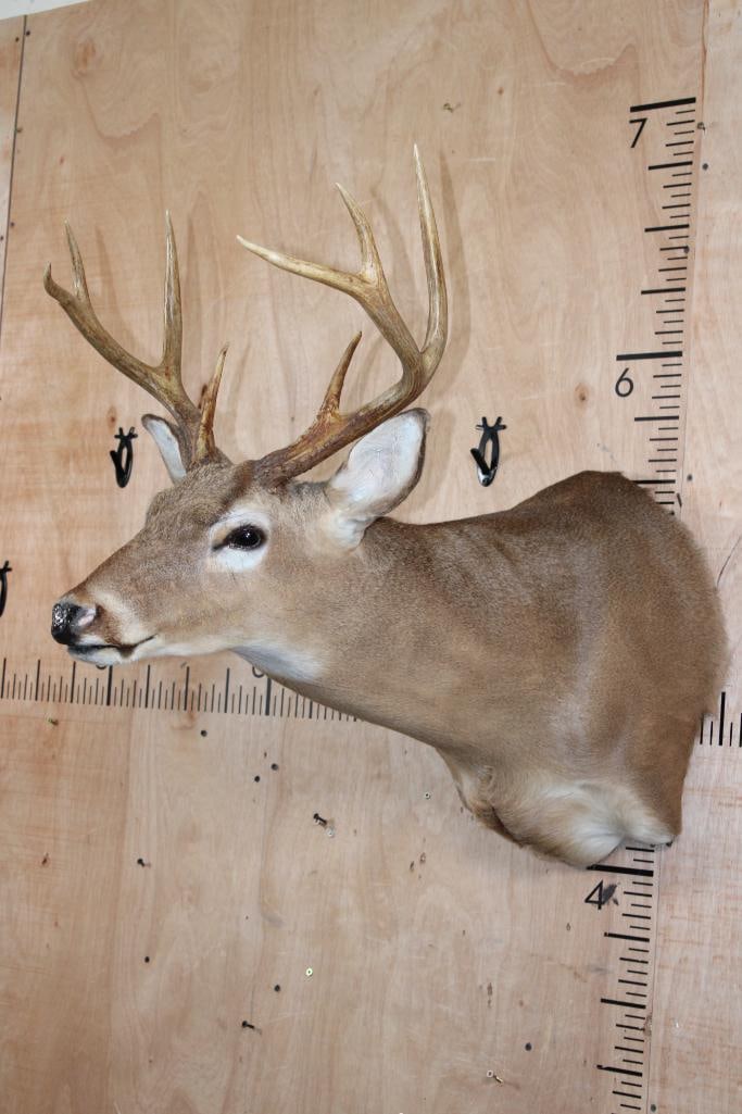 8-Point WHITETAIL DEER Shoulder Mount in a "Sneak" Pose - 3