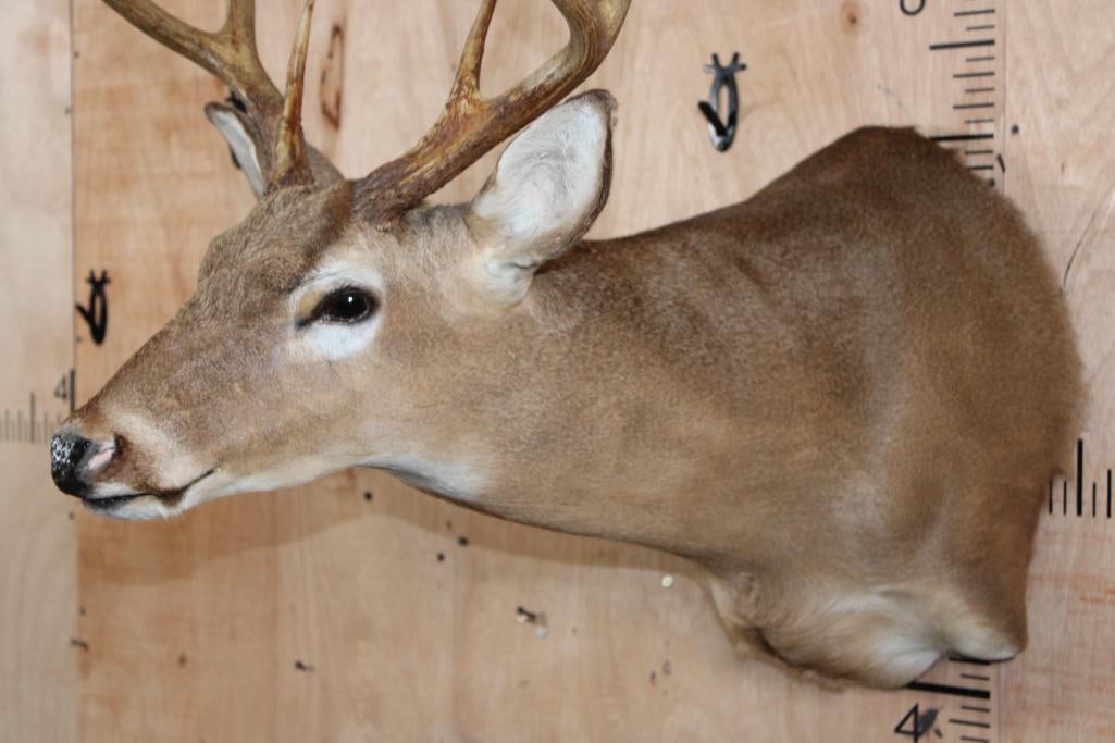 8-Point WHITETAIL DEER Shoulder Mount in a "Sneak" Pose - 4
