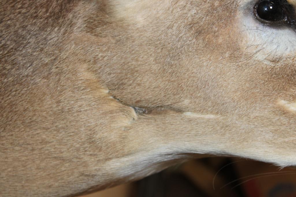 8-Point WHITETAIL DEER Shoulder Mount in a "Sneak" Pose - 6