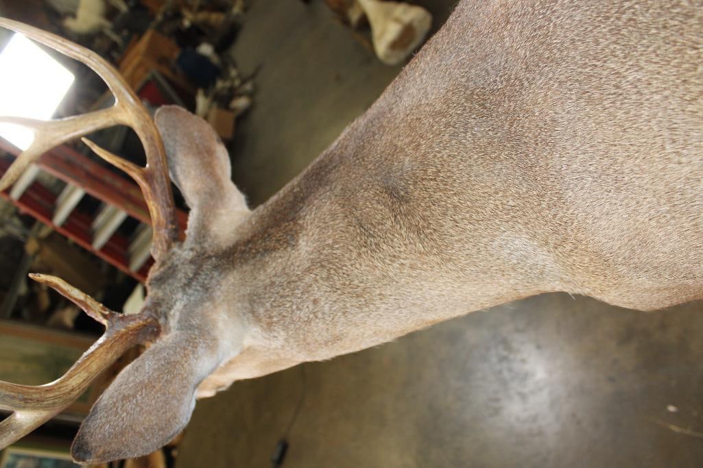 8-Point WHITETAIL DEER Shoulder Mount in a "Sneak" Pose - 7