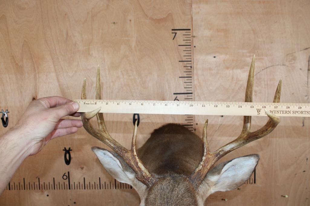 8-Point WHITETAIL DEER Shoulder Mount in a "Sneak" Pose - 8