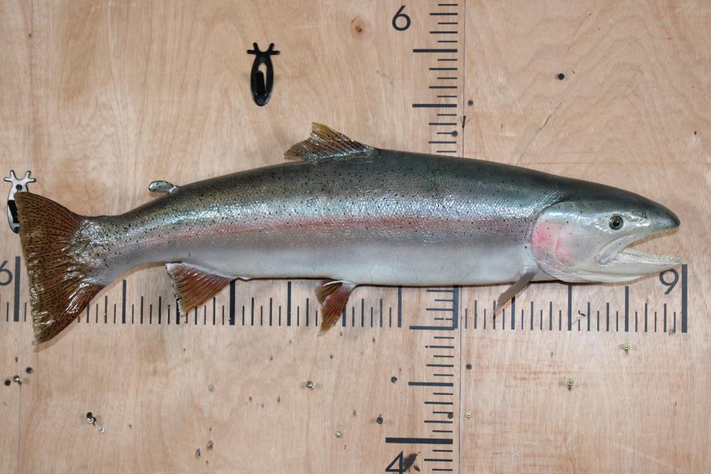 XL *Real Skin* RAINBOW TROUT Fish Mount: XL *Real Skin* RAINBOW TROUT Fish Mount. It measures 32.5" Long and has some minor fin damage and cracking. TAXIDERMY FISH 