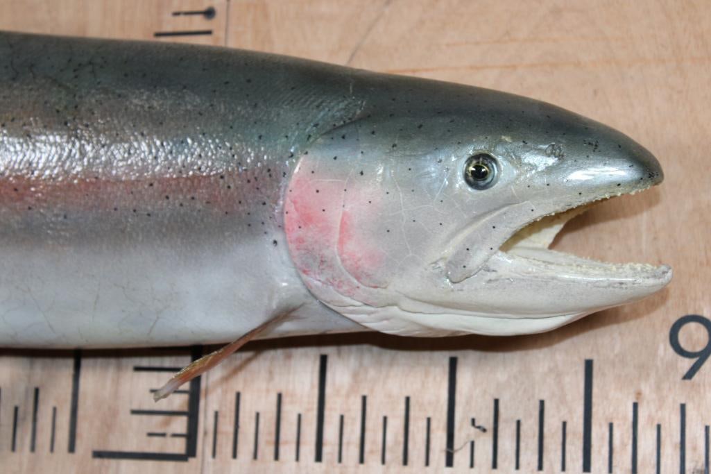 XL *Real Skin* RAINBOW TROUT Fish Mount - 2