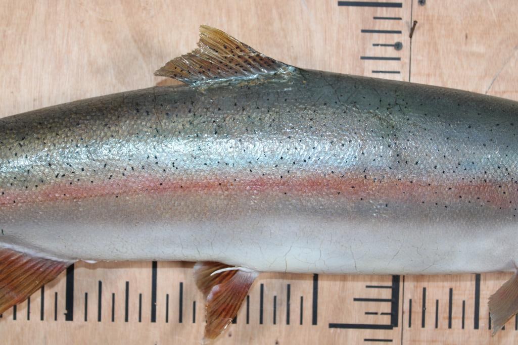 XL *Real Skin* RAINBOW TROUT Fish Mount - 3