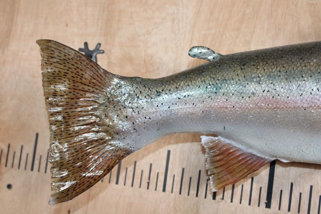 XL *Real Skin* RAINBOW TROUT Fish Mount - 4