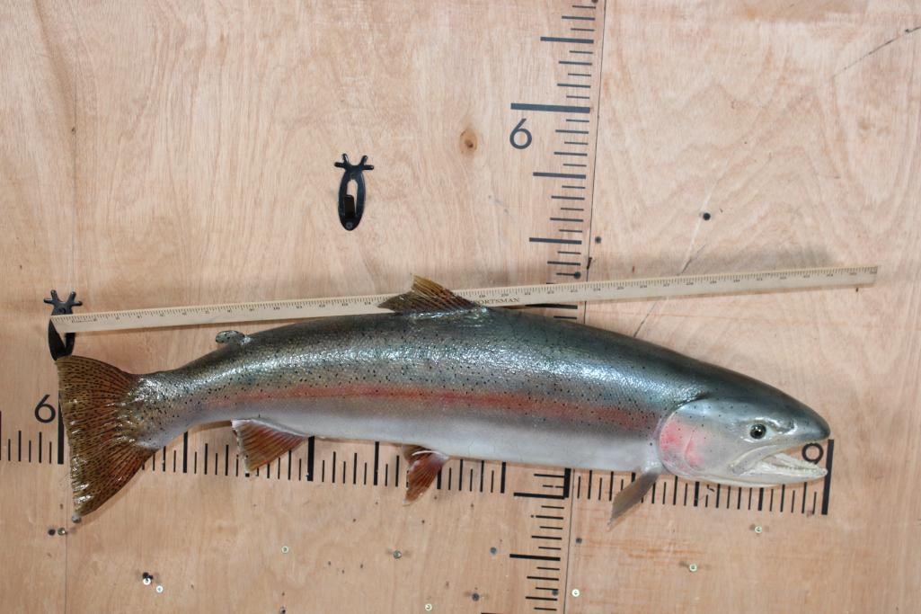 XL *Real Skin* RAINBOW TROUT Fish Mount - 5