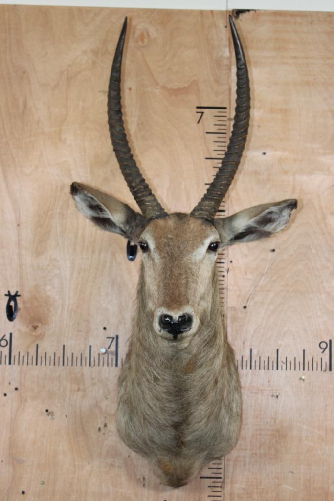 WATERBUCK Shoulder Mount: WATERBUCK Shoulder Mount. This is an older mount in Fair Condition. It has a right ear repair. TAXIDERMY 