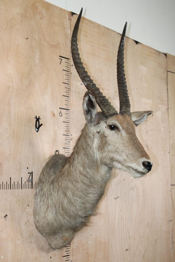 WATERBUCK Shoulder Mount - 2