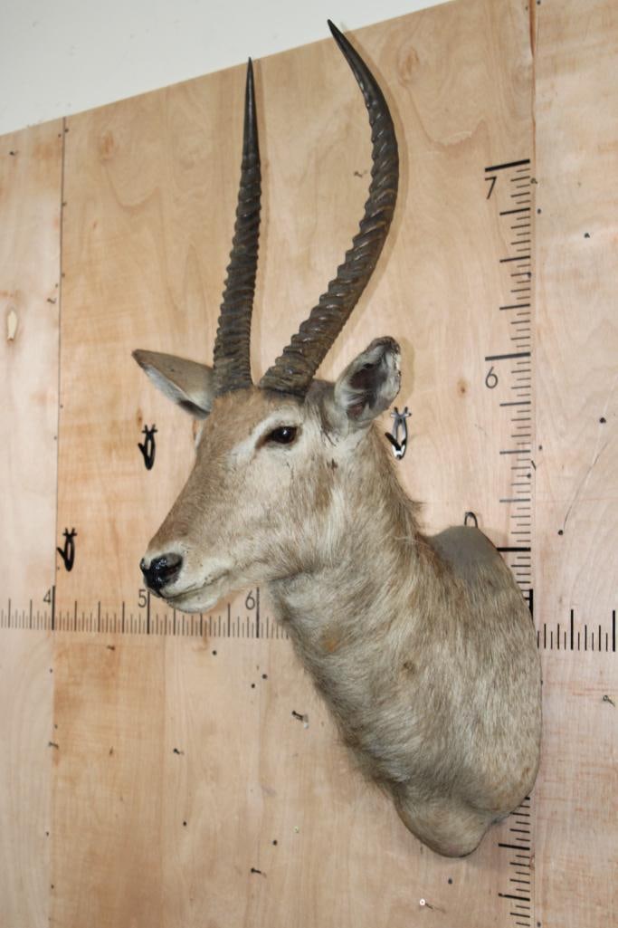 WATERBUCK Shoulder Mount - 3