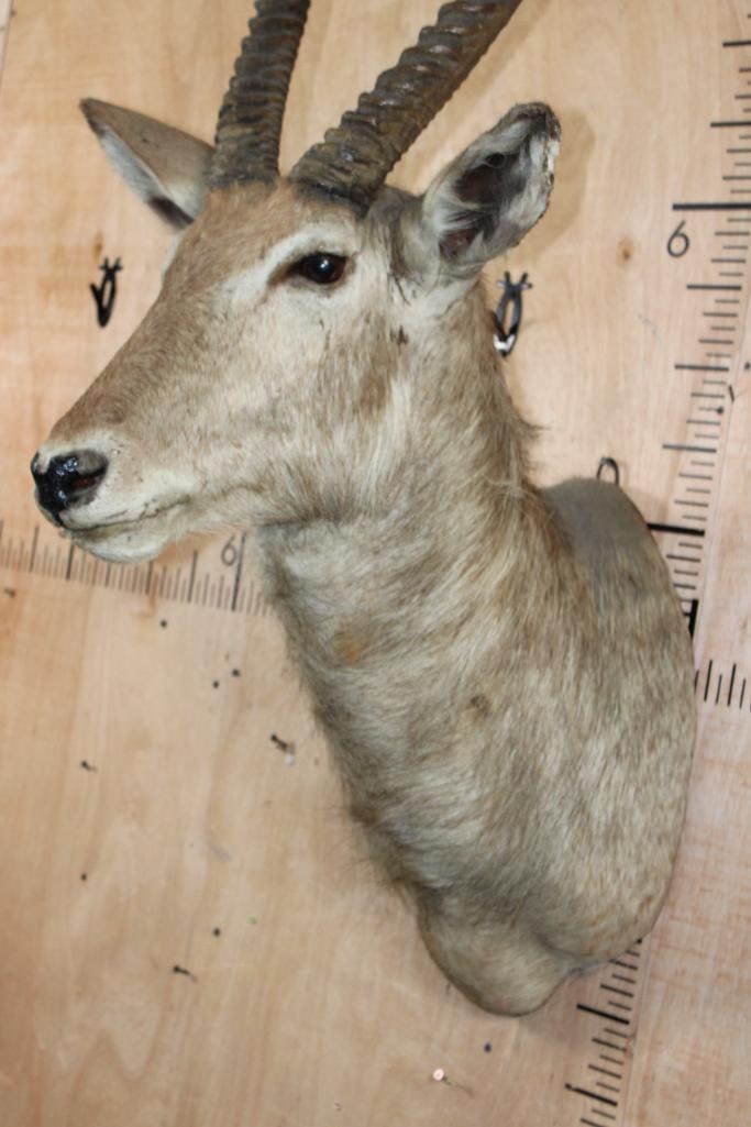 WATERBUCK Shoulder Mount - 4