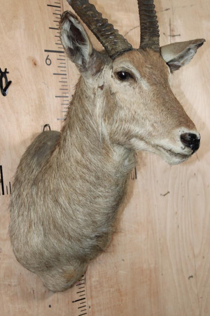 WATERBUCK Shoulder Mount - 5