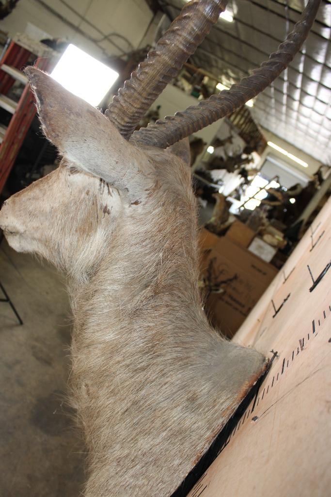 WATERBUCK Shoulder Mount - 6