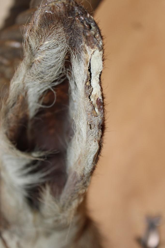 WATERBUCK Shoulder Mount - 7