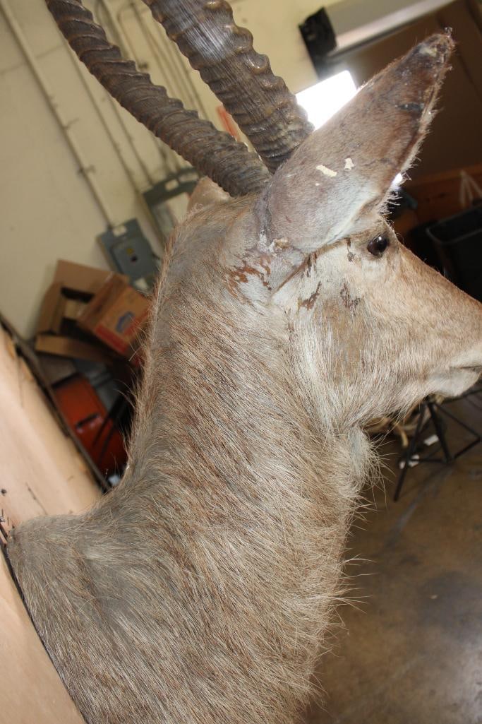 WATERBUCK Shoulder Mount - 8