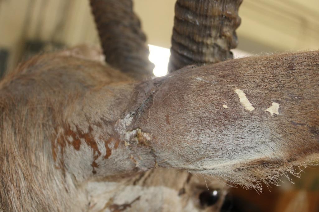 WATERBUCK Shoulder Mount - 9