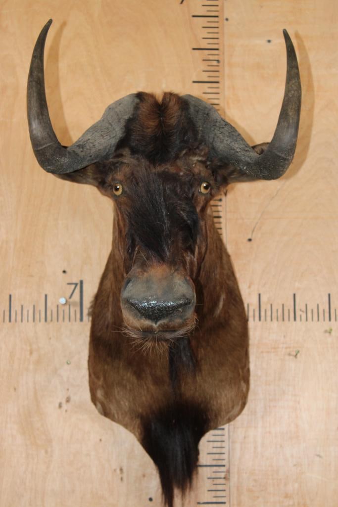 BLACK WILDEBEEST Shoulder Mount: Nice BLACK WILDEBEEST Shoulder Mount. It is in Good Condition. TAXIDERMY 