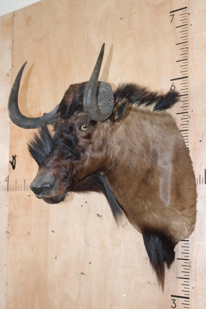 BLACK WILDEBEEST Shoulder Mount - 3