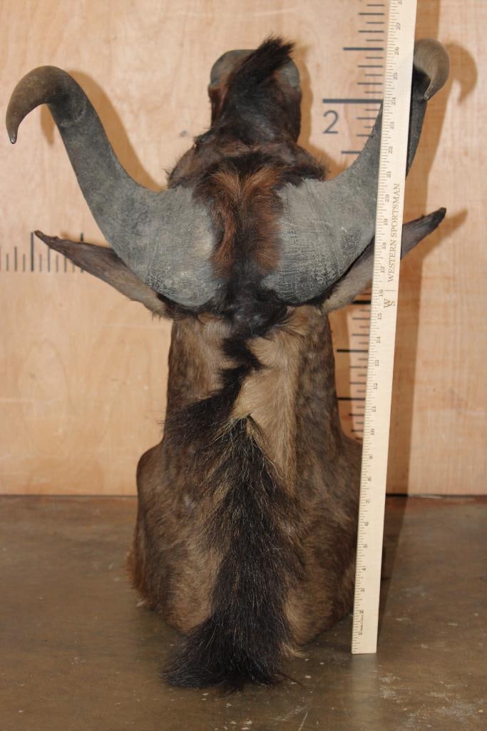BLACK WILDEBEEST Shoulder Mount - 6