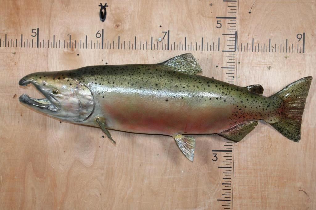 Massive *Real Skin* STEELHEAD TROUT Fish Mount: Massive *Real Skin* STEELHEAD TROUT Fish Mount. It measures 50" Long x 19" Wide x 12" Depth and is in Good Condition. TAXIDERMY FISH 