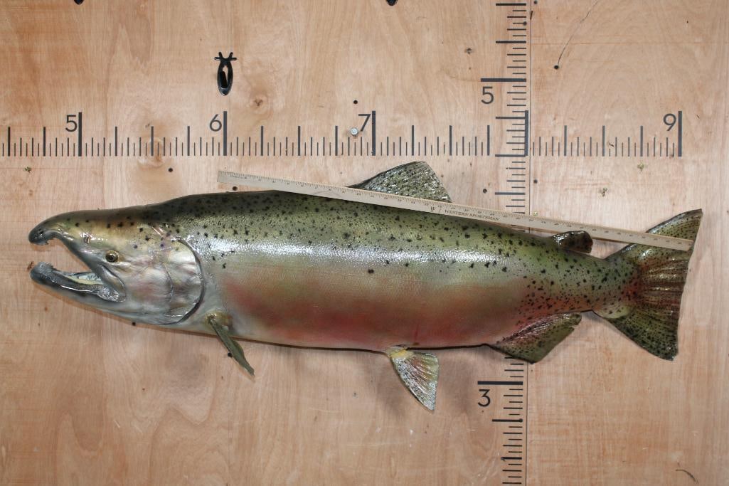 Massive *Real Skin* STEELHEAD TROUT Fish Mount - 2