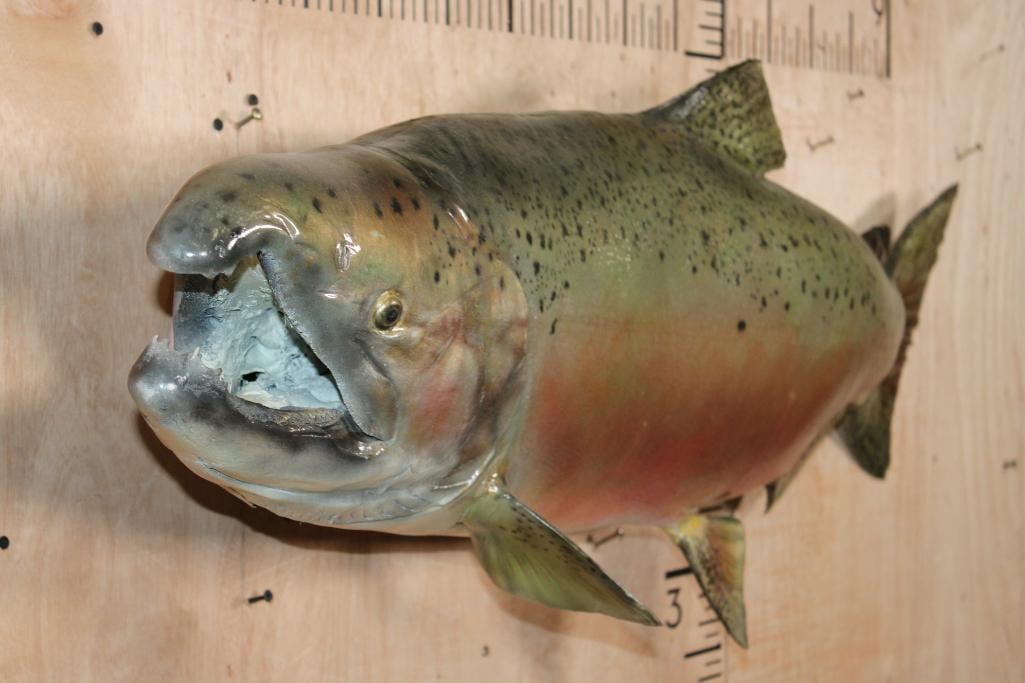 Massive *Real Skin* STEELHEAD TROUT Fish Mount - 3
