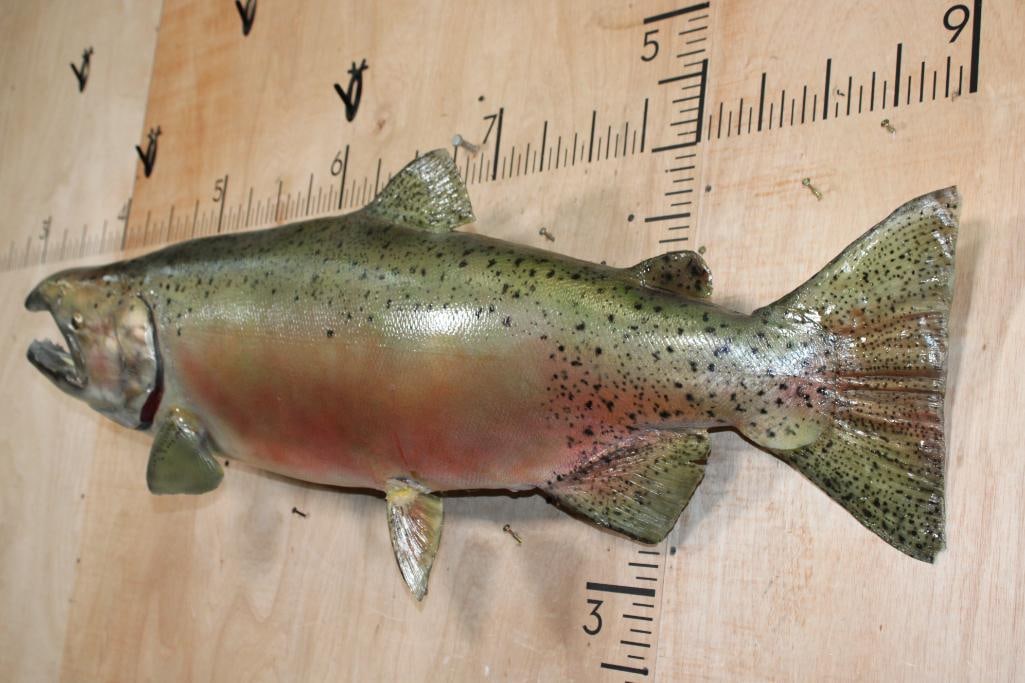 Massive *Real Skin* STEELHEAD TROUT Fish Mount - 4