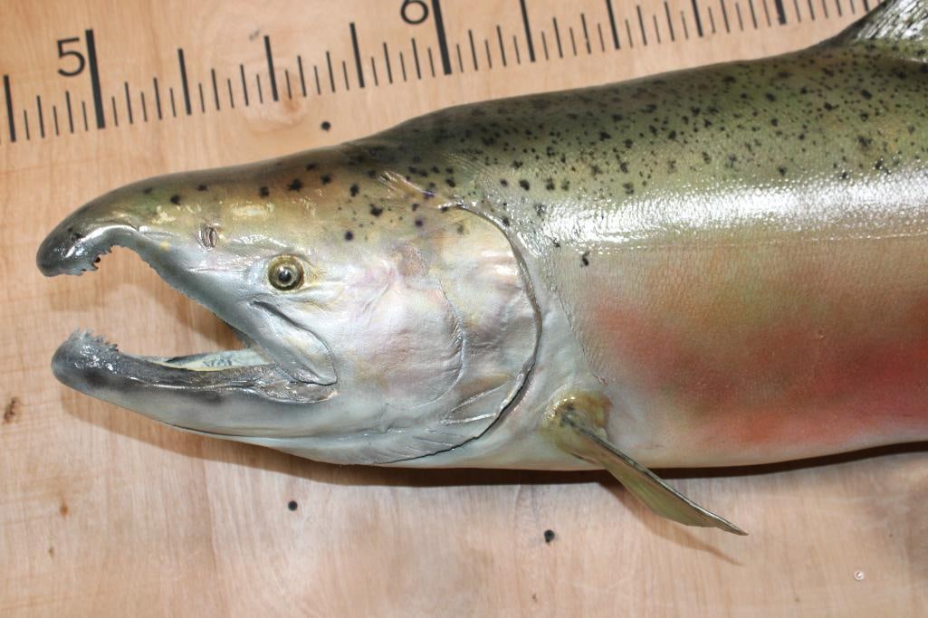 Massive *Real Skin* STEELHEAD TROUT Fish Mount - 5